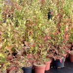 Čučoriedka kanadská (Vaccinium corymbosum) ´DUKE´ – skorá 50-70 cm, kont. C2L 